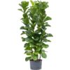 Hydrokulturpflanze Ficus lyrata bambino L