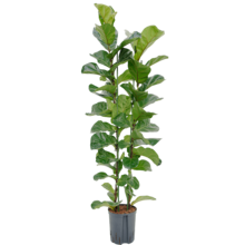 Hydrokulturpflanze Ficus Lyrata