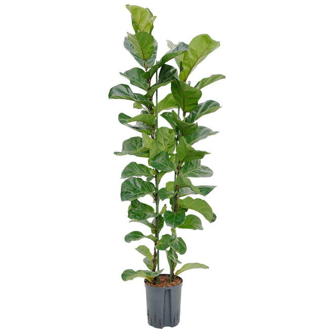 Hydrokulturpflanze Ficus lyrata bambino S