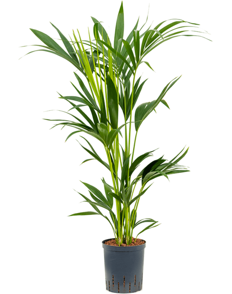 Hydrokulturpflanze Howea Forsteriana