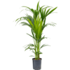 Hydrokulturpflanze Kentia (howea) forsteriana