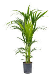 Hydrokulturpflanze Kentia (howea) forsteriana