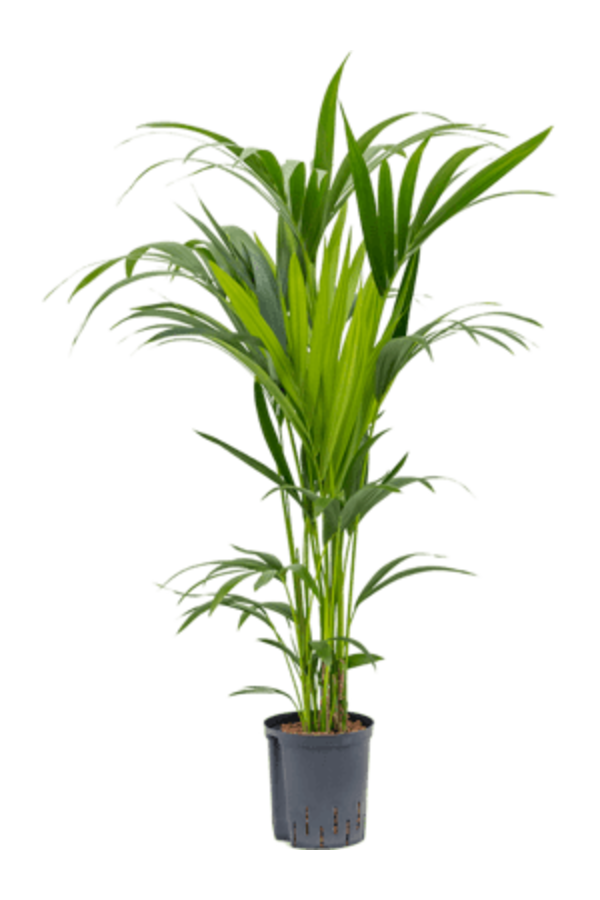 Hydrokulturpflanze Kentia (howea) forsteriana