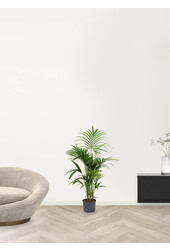 Hydrokulturpflanze Kentia (howea) forsteriana