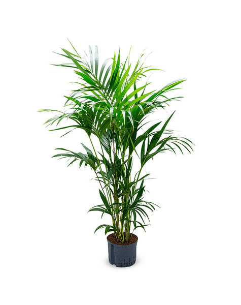 Hydrokulturpflanze Howea Forsteriana