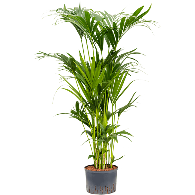Hydrokulturpflanze Kentia (howea) forsteriana