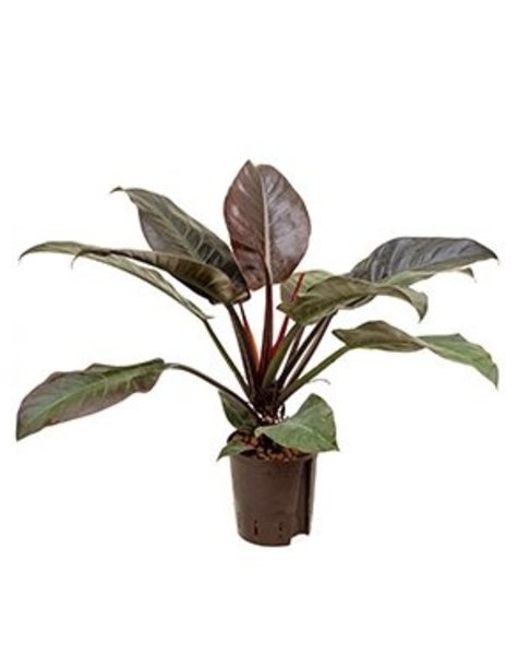 Hydrokulturpflanze Philodendron