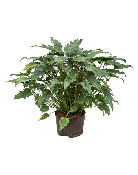 Hydrokulturpflanze Philodendron