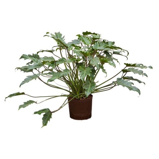 Hydrokulturpflanze Philodendron xanadu