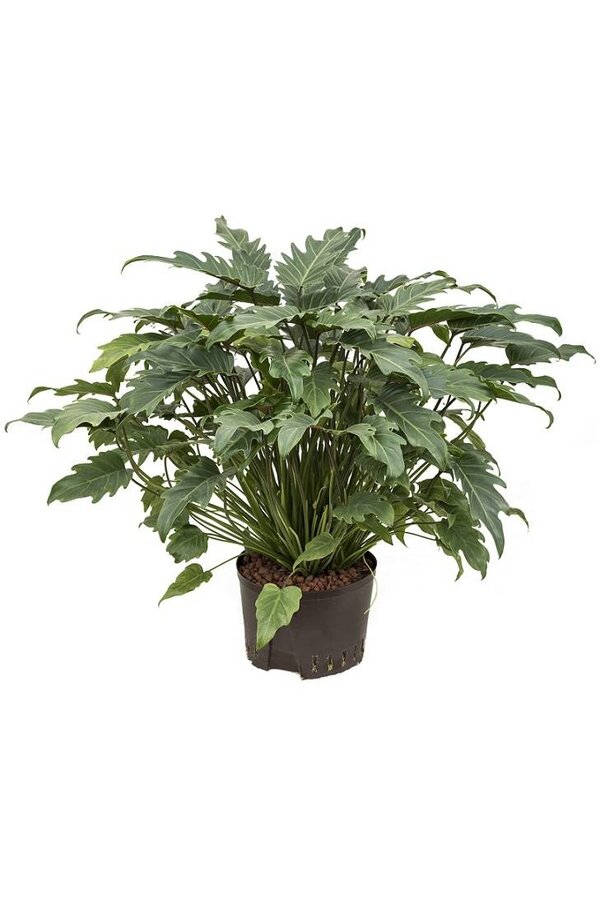 Hydrokulturpflanze Philodendron xanadu
