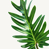 Hydrokulturpflanze Philodendron xanadu