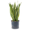 Hydrokulturpflanze Sansevieria Laurentii