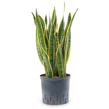 Hydrokulturpflanze Sansevieria