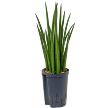 Hydrokulturpflanze Sansevieria