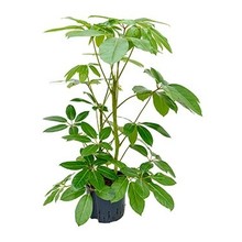 Hydrokulturpflanze Schefflera