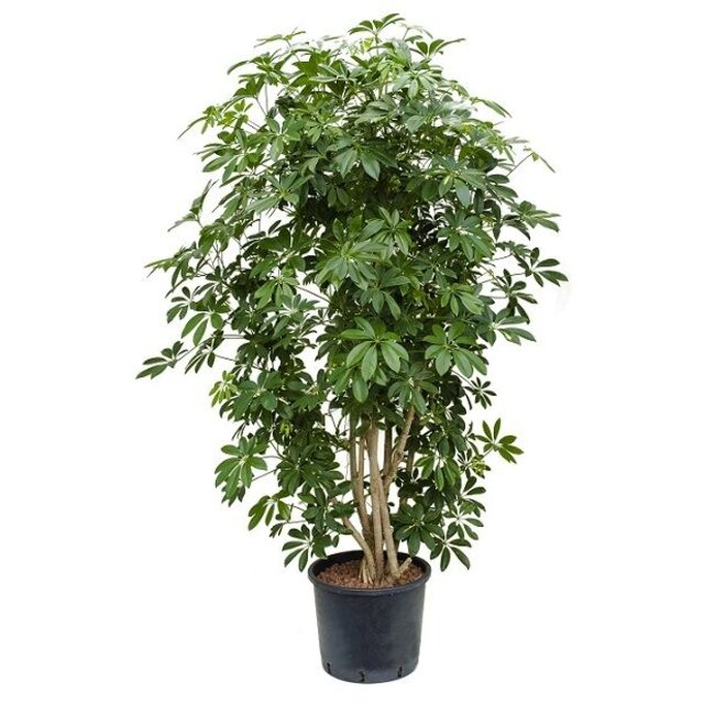 Hydrokulturpflanze Schefflera arboricola