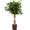 Hydrokulturpflanze Schefflera arboricola
