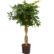 Hydrokulturpflanze Schefflera