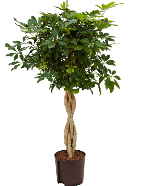 Hydrokulturpflanze Schefflera