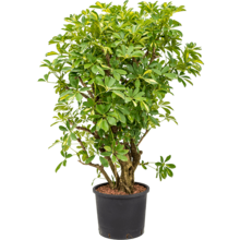 Hydrokulturpflanze Schefflera