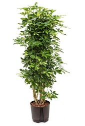 Hydrokulturpflanze Schefflera gold capella