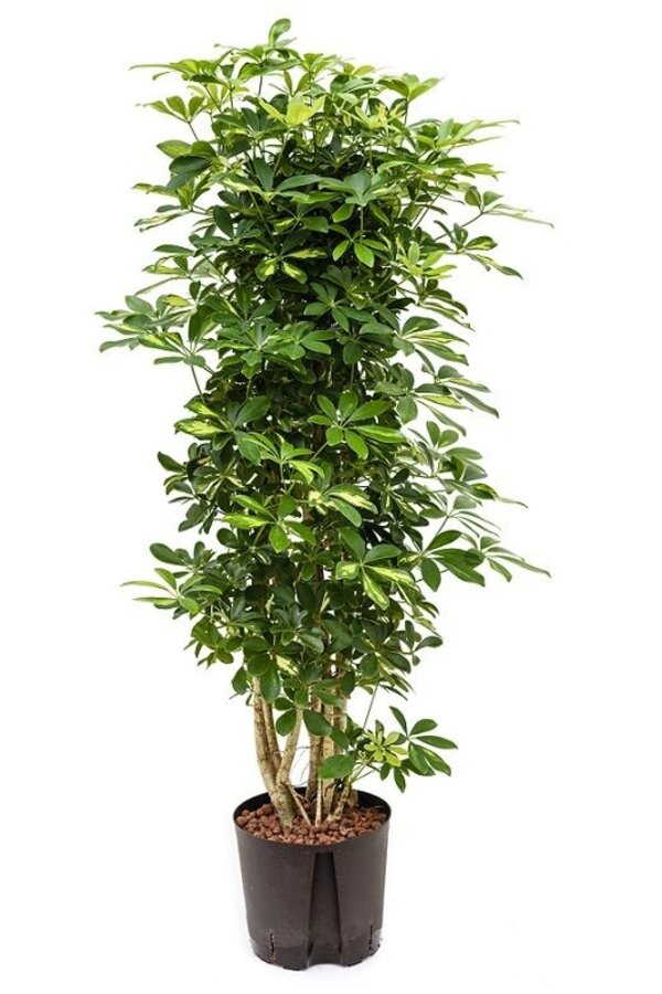 Hydrokulturpflanze Schefflera gold capella