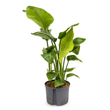 Hydrokulturpflanze Strelitzia