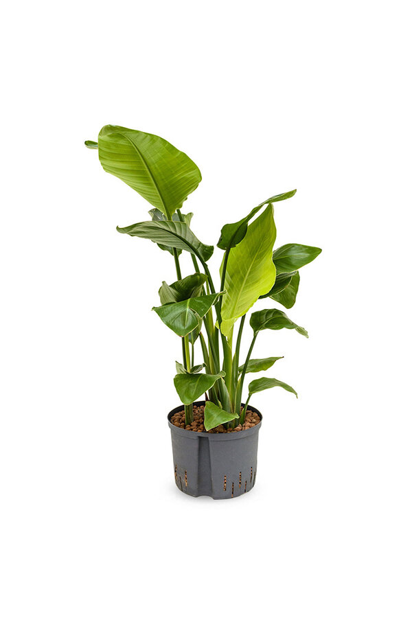 Hydrokulturpflanze Strelitzia nicolai