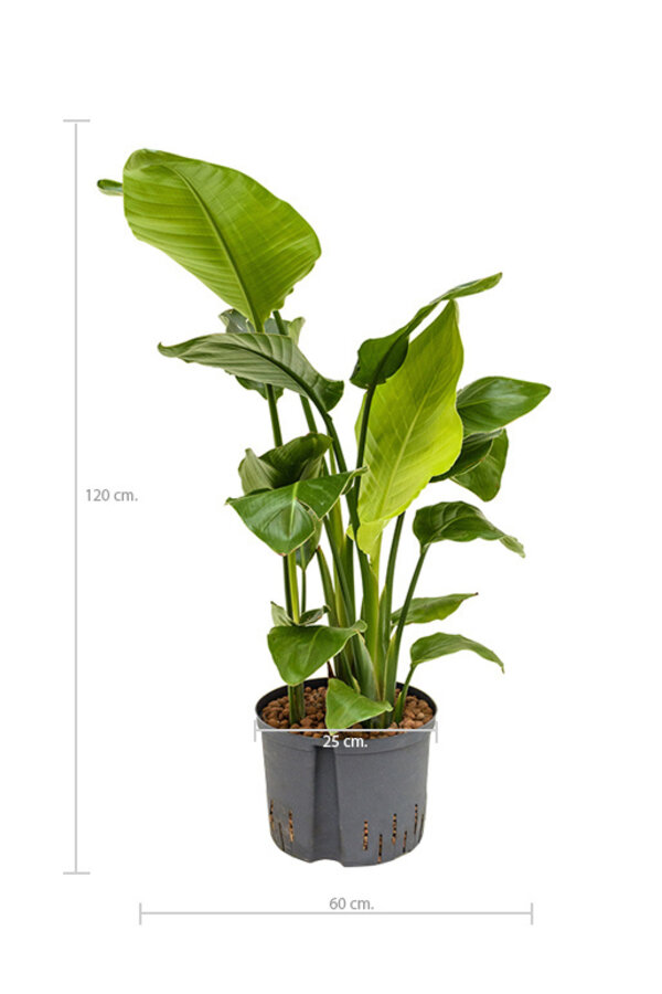 Hydrokulturpflanze Strelitzia nicolai