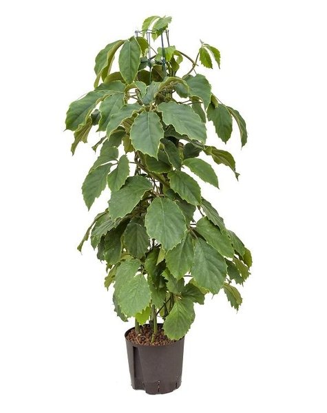 Hydrokulturpflanze Tetrastigma