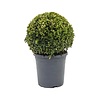 Buxus sempervirens S