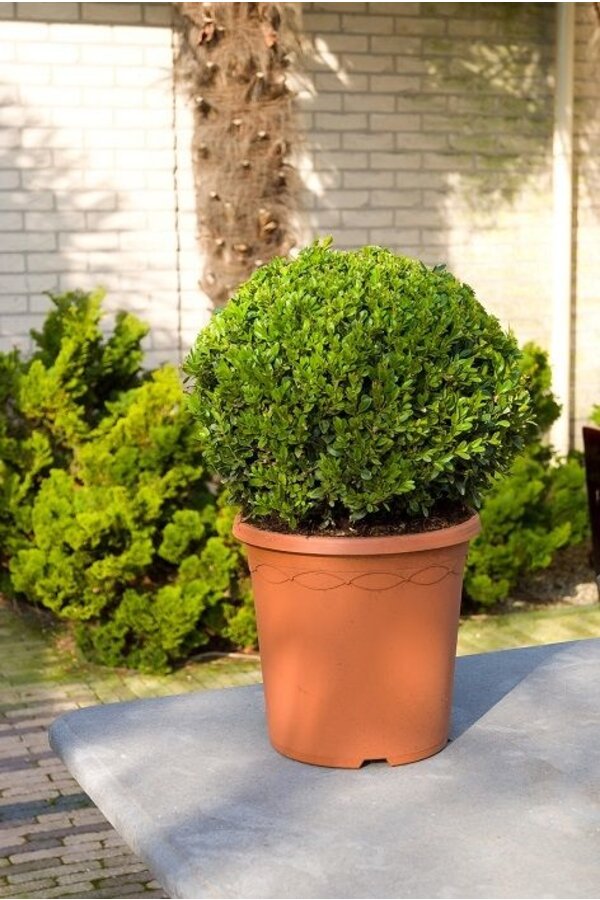 Buxus sempervirens M