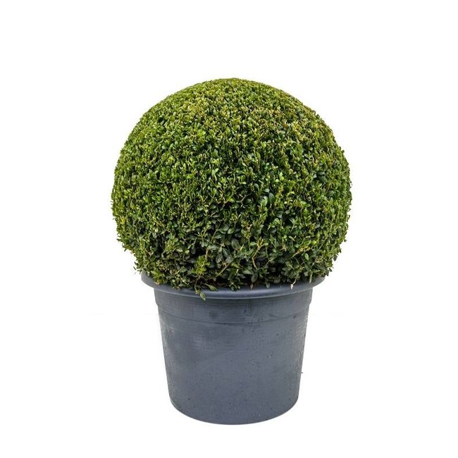 Buxus sempervirens L