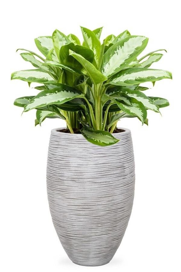 Aglaonema Silber In Vase Elegant