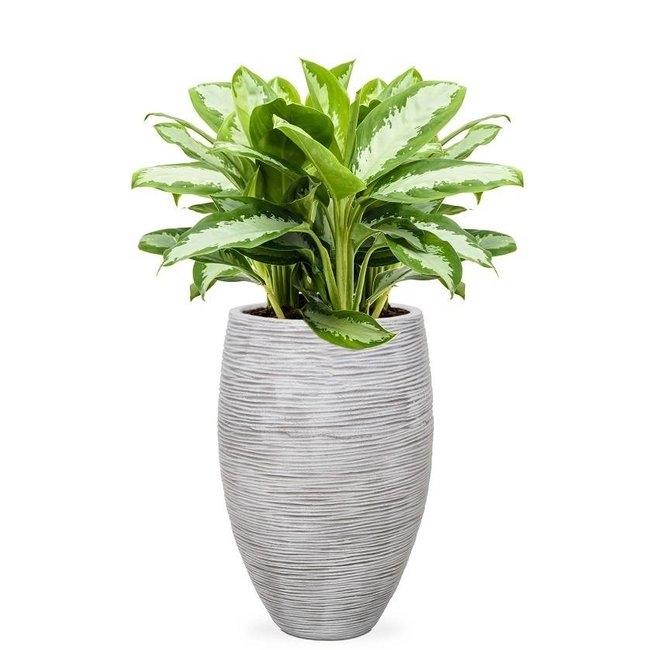 Aglaonema Silber In Vase Elegant