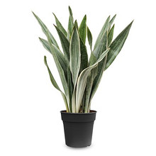 Sansevieria