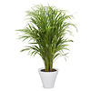 Goldfruchtpalme Areca In Urban S