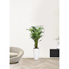 Goldfruchtpalme  Areca In Pure Soft High