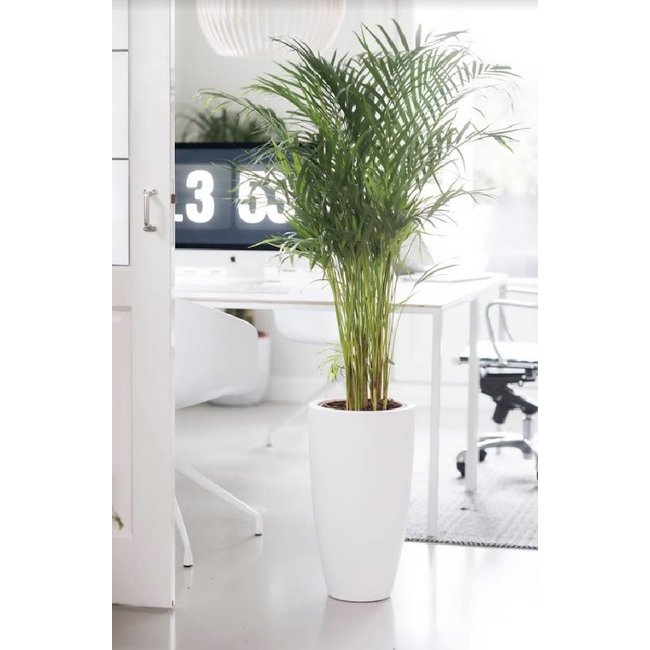 Goldfruchtpalme  Areca In Pure Soft High