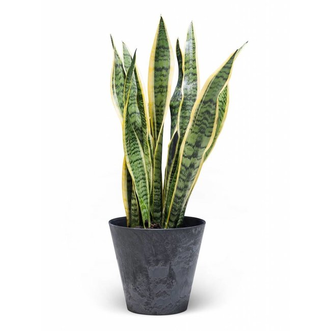 Sansevieria Weibliche Zunge in Claire