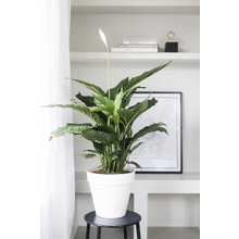 Elho Elho | Spathiphyllum