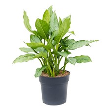 Aglaonema