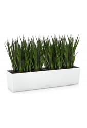 Sansevieria Kirkii in selbstbewässernder Balconera