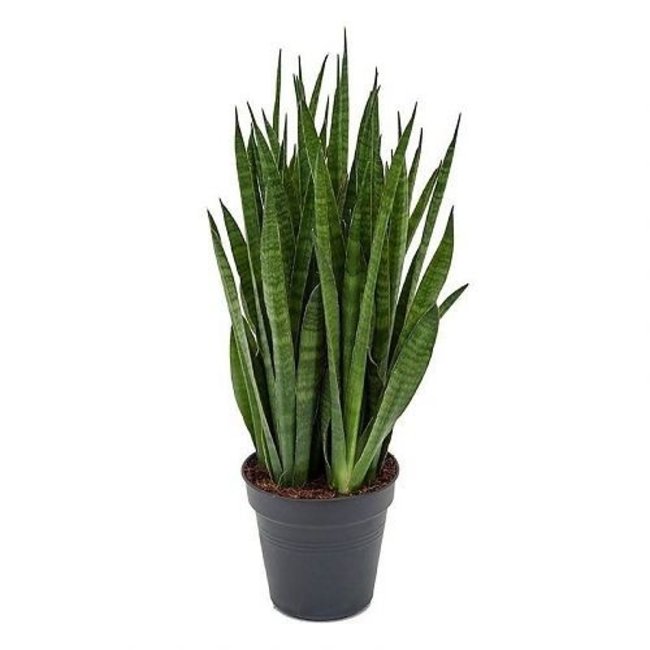 Sansevieria Kirkii in selbstbewässernder Balconera