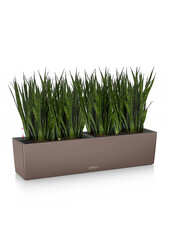 Sansevieria Kirkii in selbstbewässernder Balconera