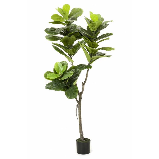 Ficus Lyrata L Kunstpflanze