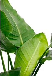 Strelitzia Nicolai im Blumentopf Ballon