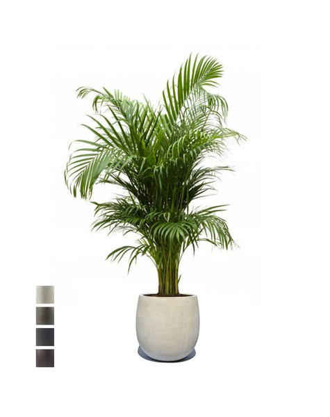 Ballon | Areca
