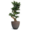 Ficus Bonsai im Blumentopf Ei