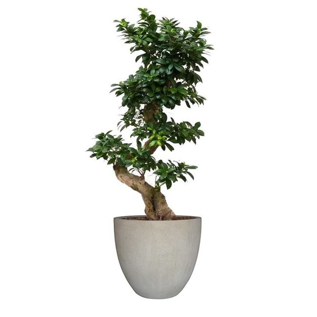 Ficus Bonsai im Blumentopf Ei